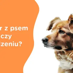Kiedy wychodzić z psem na spacer przed czy po jedzeniu, aby uniknąć problemów zdrowotnych