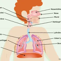Schema der oberen und unteren Atemwege. Hilfreiche Hausmittel können die Atemwege befeuchten.
