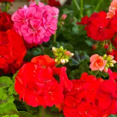 Kwitnące pelargonie w kolorach czerwonym, różowym i łososiowym, z zielonymi liśćmi.