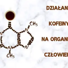 Działanie kofeiny na organizm człowieka. Zastanawiasz się, po jakim czasie kofeina znika z organizmu? Kawa i jej cząsteczki.