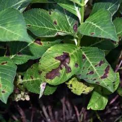 Feuilles d'hortensia atteintes de taches brunes, signe d'une maladie. Les feuilles vertes sont parsemées de marques sombres, certaines coalescent.