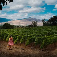 Donna raccoglie uva in un vigneto alle pendici dell'Etna, dove nasce il Carricante Etna Bianco.