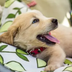 Uroczy szczeniak golden retriever, z językiem na wierzchu, odpoczywa na poduszce. Ile śpi szczeniak? Pewnie sporo, bo to mały, rozkoszny piesek.