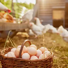 Kosz świeżych jajek od kur, które chętnie jedzą soję. Kury w tle, słońce i zielona trawa.