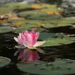 Una flor de loto rosa emerge del agua, reflejando su belleza. Su flor de loto significado espiritual es de pureza y renacimiento.