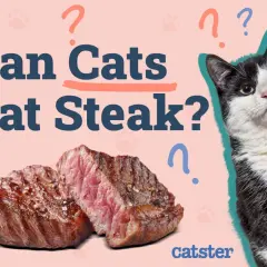 A black and white cat looks curiously at a juicy steak, with the question "Can Cats Eat Steak?" prominently displayed.