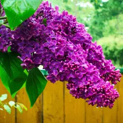 En klas av lila syrenblommor hänger ner mot en gul trästaket.