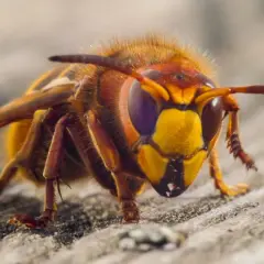 Szerszeń, groźny naturalny wróg pszczół, z bliska. Jego pomarańczowo-żółta głowa i ciemne oczy budzą respekt.