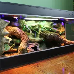 Piękne terrarium dla pytona królewskiego z korzeniami, kamieniami i roślinnością.