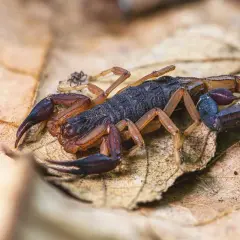 Skorpion na suchym liściu.