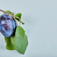 Jedna śliwomorela z kroplami rosy na gałązce z zielonymi liśćmi, na jasnym tle.