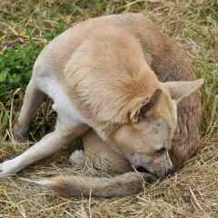 Perro se rasca la cola, quizás por cómo son las pulgas. Está en un campo seco con hierba y algunas flores amarillas.