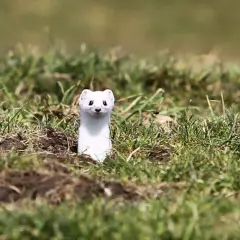Ein neugieriges weißes Wiesel-Tier lugt aus seinem Bau im Gras hervor.