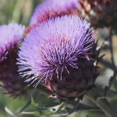 Fiori viola di cardo mariano, noti per le loro proprietà benefiche per il fegato.