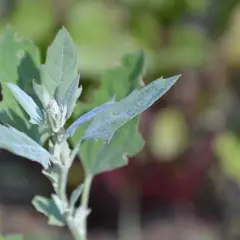 Un giovane germoglio di farinello comune, con foglie leggermente polverose e un piccolo bocciolo rosa, si erge su uno sfondo sfocato di verde e rosso.