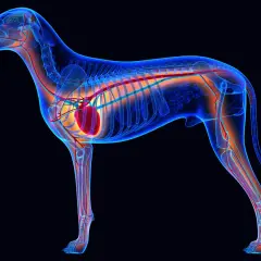 Anatomie d'un chien de 12 ans, montrant le cœur et le système circulatoire. Un souffle au cœur peut affecter ce système.