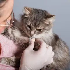 Eine Person gibt einer grauen Katze eine Tablette. Dies ist Teil der regelmäßigen Pflege, um Katzen entwurmen zu lassen und sie gesund zu halten.