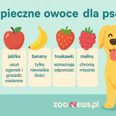 Bezpieczne owoce dla psów: brzoskwinie bez pestek, jabłka (bez gniazda), banany (w małych ilościach), truskawki i maliny.