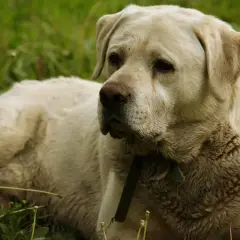 Labrador recostado en la hierba. A mi perro le huele el aliento a pescado, seguro que ha estado jugando cerca del río.