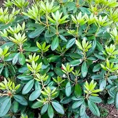 Gęsty rododendron z licznymi zielonymi liśćmi, ale bez kwiatów. Zastanawiasz się, dlaczego rododendron nie kwitnie?
