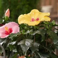 Zwei Hibiskusblüten, eine gelbe und eine rosa, blühen üppig. Knospen sind sichtbar. Gute hibiskus pflege sorgt für diese Pracht.