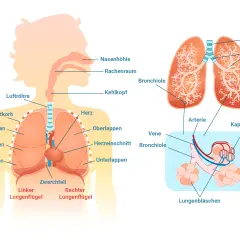 Anatomie der Lunge: Luftröhre, Bronchien, Lungenbläschen und Zwerchfell. Wichtige Strukturen für die Atemfrequenz im Schlaf.