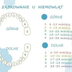 Ile zębów mają dzieci? Od mleczaków po stałe wszystko, co musisz wiedzieć