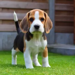 Uroczy szczeniak beagle, idealny towarzysz dla dziecka. Małe rasy najłagodniejsze psy dla dziecka, które pokochają zabawę.