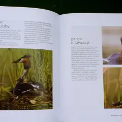 Ptaki Tatr i Podtatrza: perkoz dwuczuby z młodymi na gnieździe i perkoz rdzawoszyi.