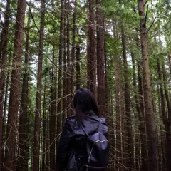 Una persona con mochila negra se adentra en un majestuoso bosque de secuoyas, rodeada de altos y esbeltos troncos.
