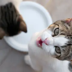 Un chat blanc et tigré, la langue sortie, regarde la caméra avec des yeux écarquillés. Il semble affamé, comme si mon chat a tout le temps faim.