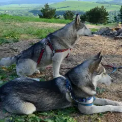 Dwa psy rasy husky odpoczywają na szlaku w Bieszczadach, czekając na dalszą wędrówkę.