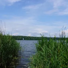 Trzciny szumią nad brzegiem jeziora Swarzędzkiego. Na wodzie kołysze się biały żagiel.
