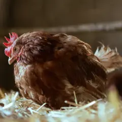 Brązowa kura siedzi na słomie. Zastanawiasz się, ile kura znosi jajek dziennie? Zazwyczaj jedna kura znosi jedno jajko dziennie.