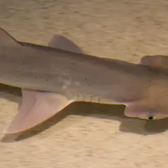 Un tiburón cabeza de pala nada sobre un fondo arenoso, mostrando su distintiva cabeza en forma de martillo y su cuerpo grisáceo con pequeñas manchas oscuras.