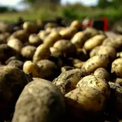 Świeżo wykopane ziemniaki Noya, pokryte ziemią, leżą na polu. W tle widać fragmenty niebieskich spodni i czerwonego narzędzia.