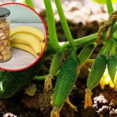 Dlaczego ogórki rosną krzywe? Może to wina bananów i skórki z ziemniaków w słoiku, które widzimy obok młodych ogórków na krzaku.