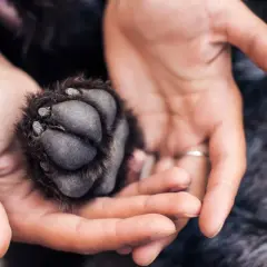 Main d'une personne tenant délicatement la patte d'un chien.
