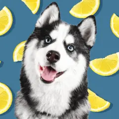 Uśmiechnięty husky otoczony plasterkami cytryny. Czy pies może cytryne? Ten słodki psiak na pewno by spróbował!