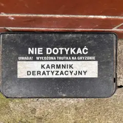 Kto odpowiada za deratyzację w bloku? Prawo i Twój plan działania.