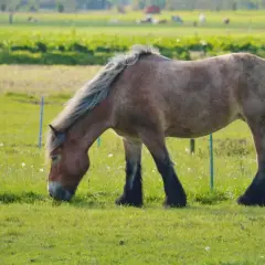 Potężny koń brabancki pasie się na zielonej łące, jego grzywa powiewa na wietrze.
