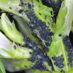 Une invasion de pucerons noirs sur une jeune pousse verte et une fleur de fève. Ces petits insectes ravageurs se multiplient rapidement.