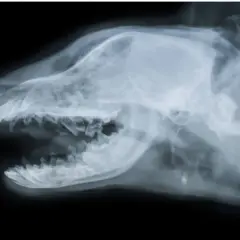 Radiografía lateral de la cabeza de un perro, mostrando el cráneo y los dientes. Podría ser útil para diagnosticar un ictus en perros.