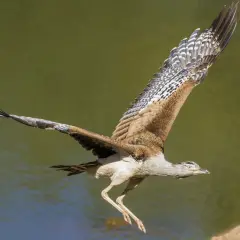 Wielki ptak, najcięższy ptak latający, wzbija się w powietrze nad wodą.