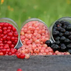 Trzy szklanki wypełnione owocami: czerwone, różowe i czarne odmiany porzeczki na drewnianym tle.