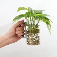 Hand hält Glas mit grünen Pflanzen, die Wurzeln im Wasser schlagen. Stecklinge ziehen im Wasser ist einfach und schön.