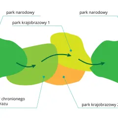 Schemat przedstawia połączenie parku narodowego z parkiem krajobrazowym i obszarem chronionego krajobrazu.