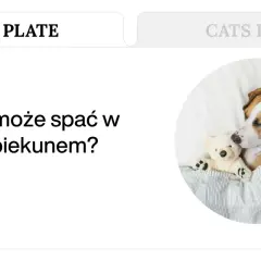 Piesek śpi wtulony w misia, pod kołdrą. Czy pies nie może znaleźć sobie miejsca w nocy, gdy śpi z opiekunem?