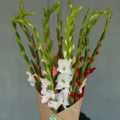 Strauß Gladiolen in Weiß, Rosa und Rot, die zeigen, welche schnittblumen halten lange.