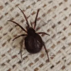 En mörk spindel med åtta ben sitter på ett beige tyg med rutmönster. Den ser ut som en av de små spindlar som ibland dyker upp inomhus.